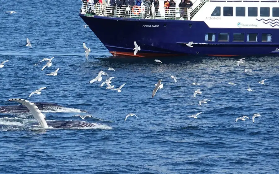 Un bateau d'observation des baleines dans la baie de Faxafloi près de Reykjavik